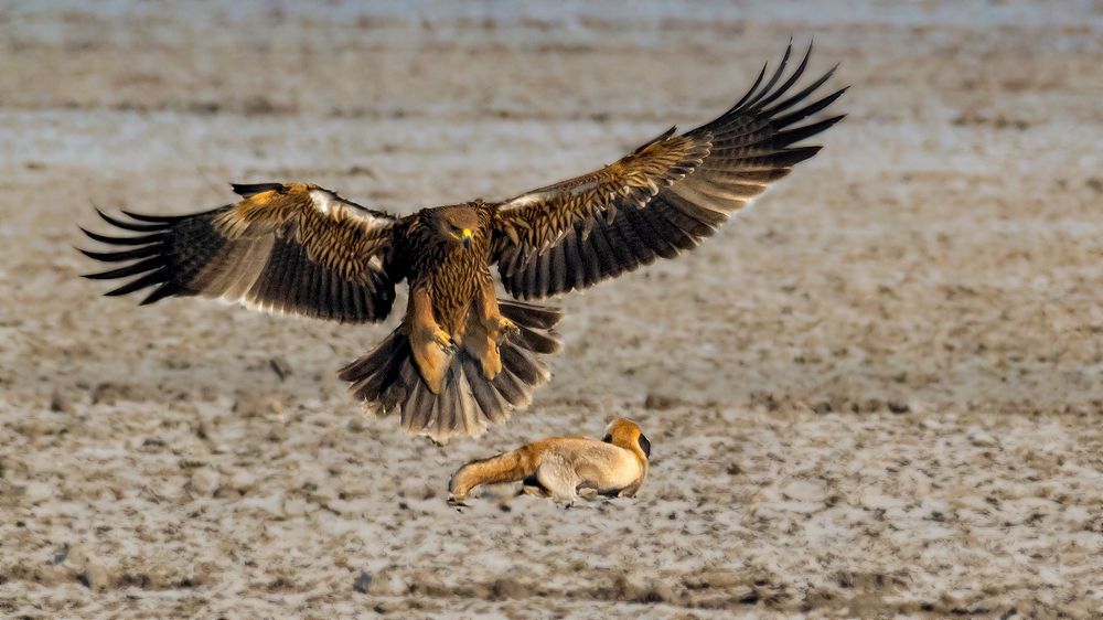 Outfoxed! Survival of the Quickest