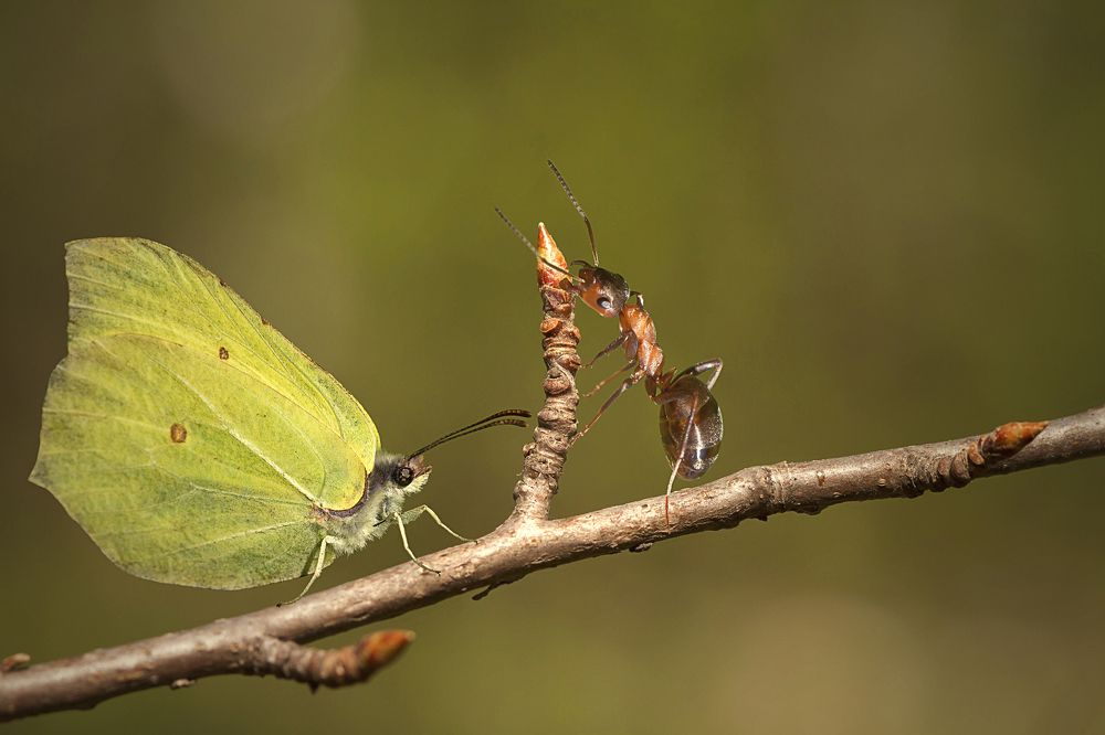 Фотография автора Andrey Pristyazhnyuk