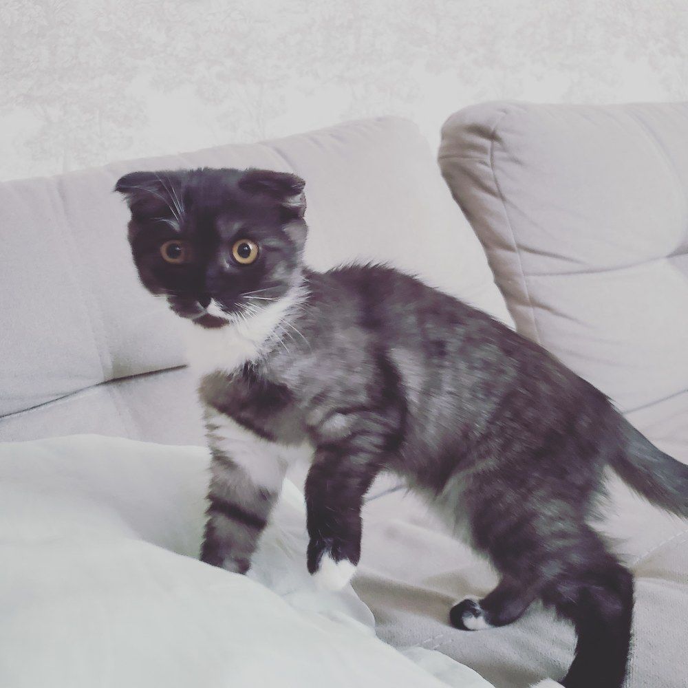 Милый котенок