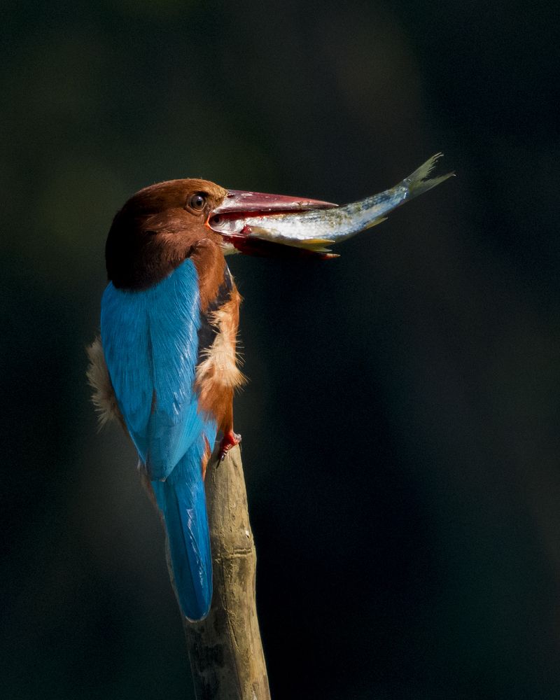 Photograph by Rahuldeb Bhattacharya