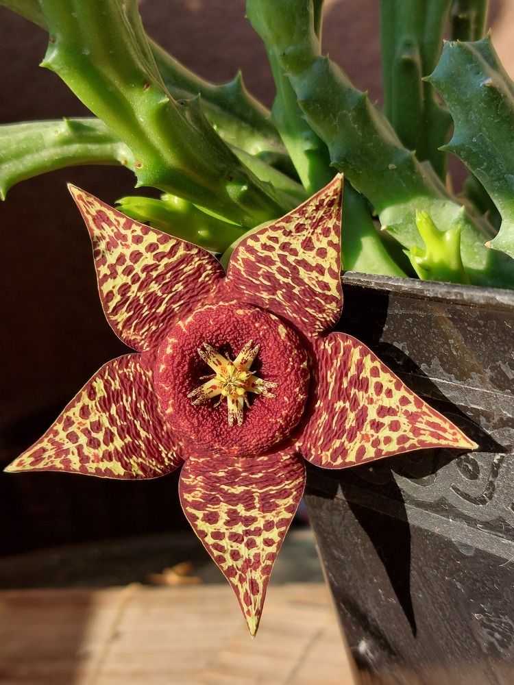 Photograph by Dafinka Sokoloska