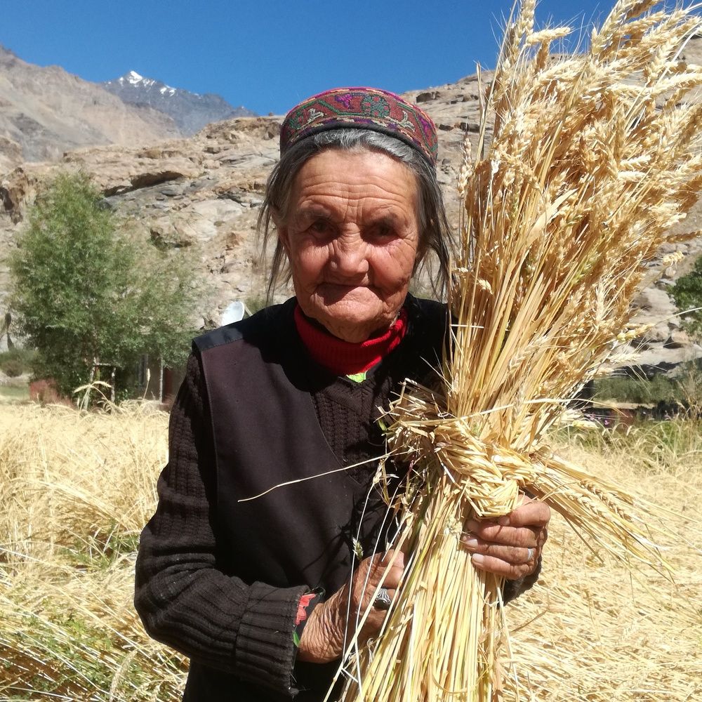 Fit and fragile: 81 years lady at field work in Bartang valley (3009 m.a.s.l), Pamir, Tajikistan