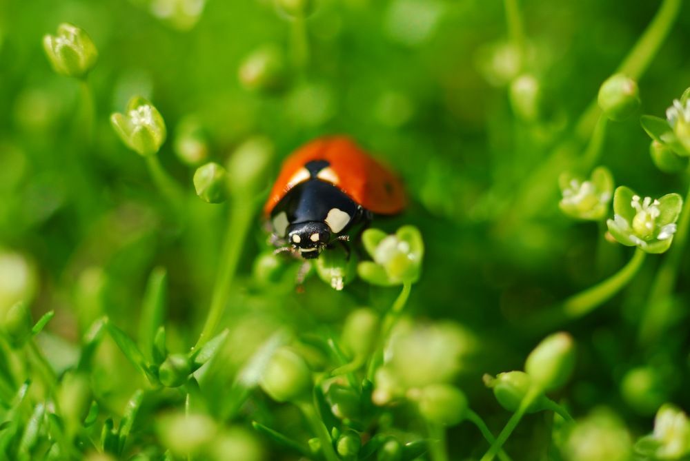 Photograph by Дарья Папсуева