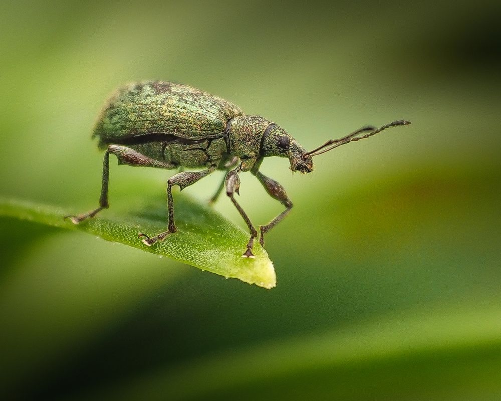 Маскировка