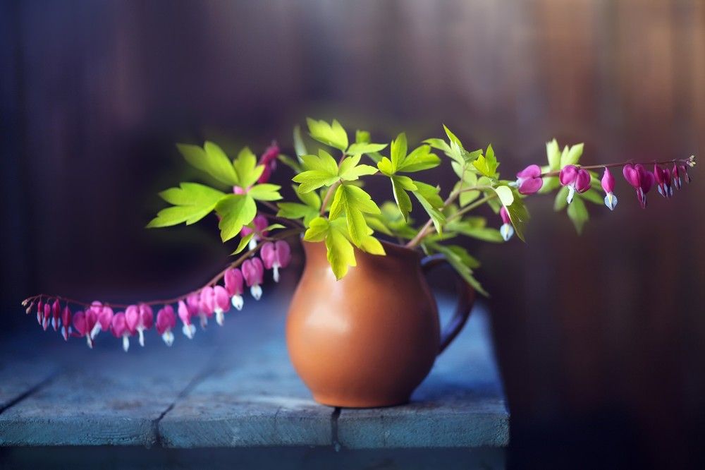 Дицентра разбитое сердце