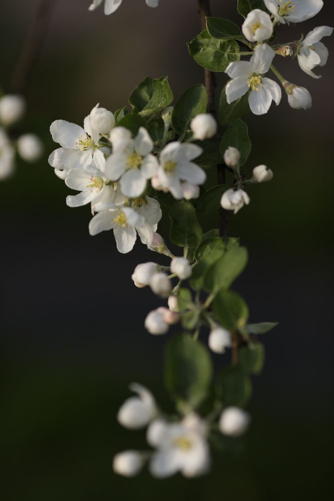 Photograph by Елена Одынец