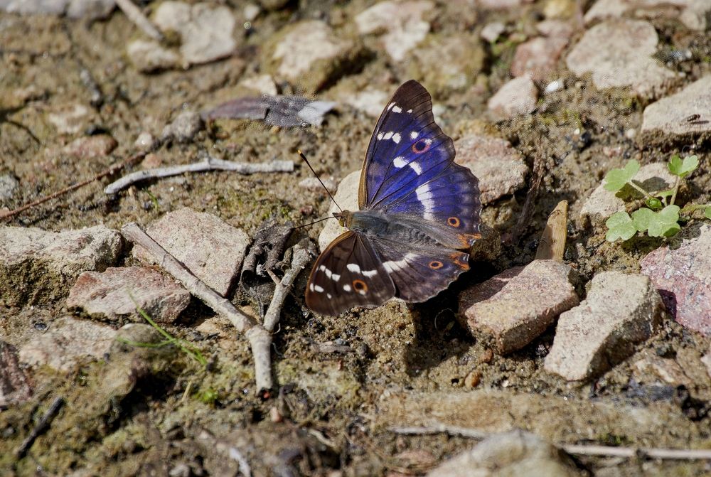Переливница тополевая