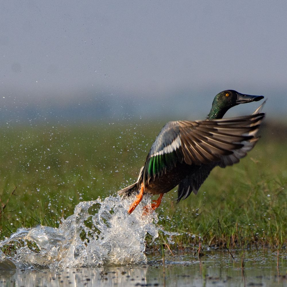 Photograph by Soumya Chandan Panda