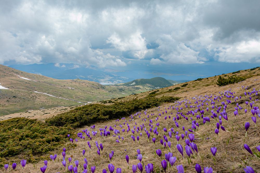 Photograph by Daniel Chobanov