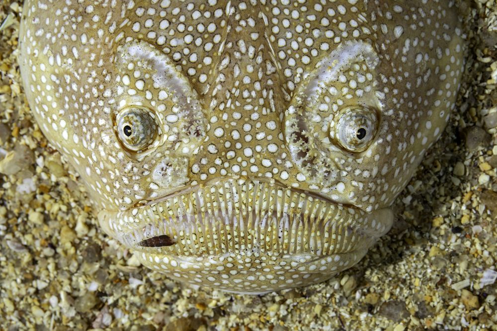 Тихоокеанский звездочет