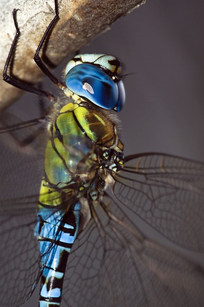 Photograph by Ястребцов Олег