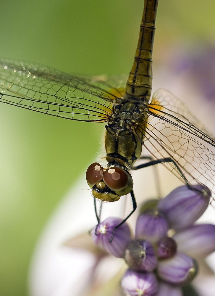 Photograph by Ястребцов Олег