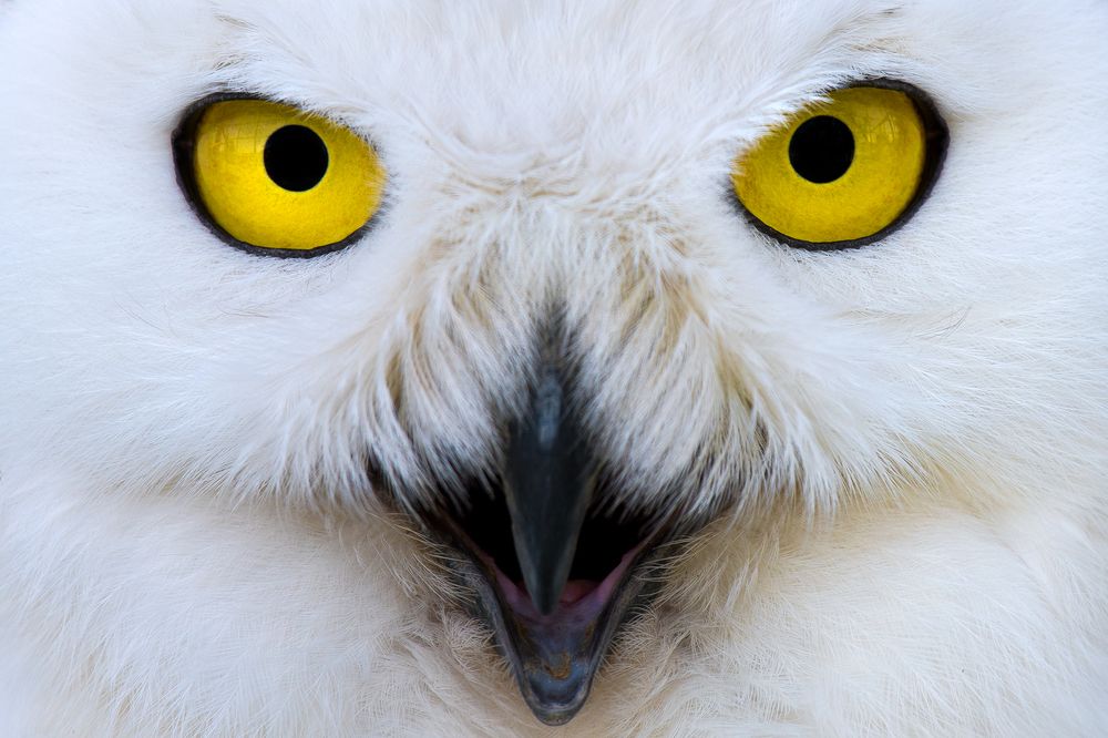 Photograph by Константин Ившин