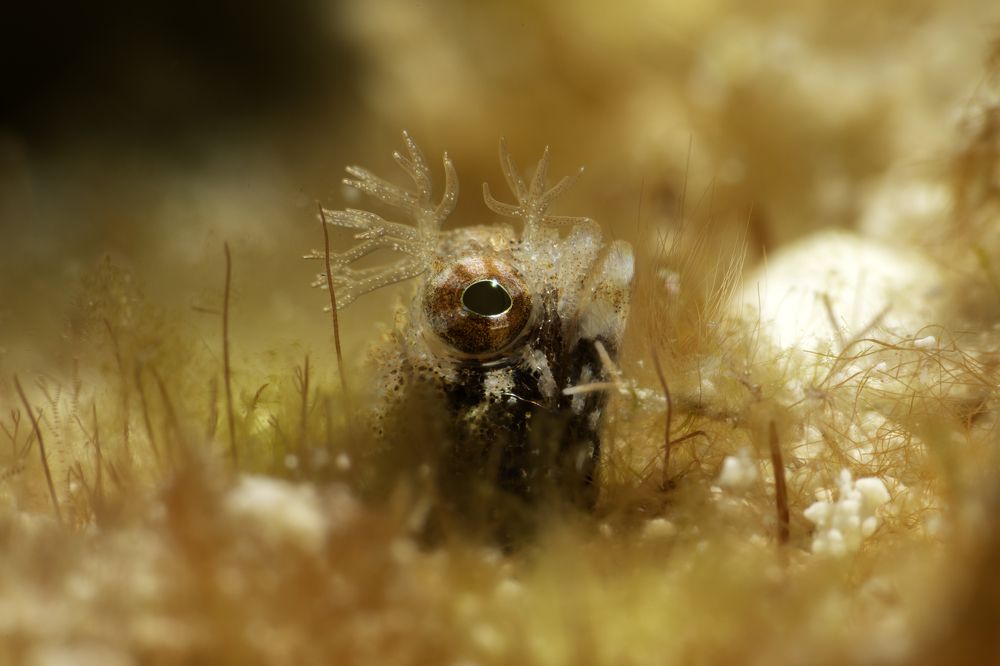 Колючая Эмблемария