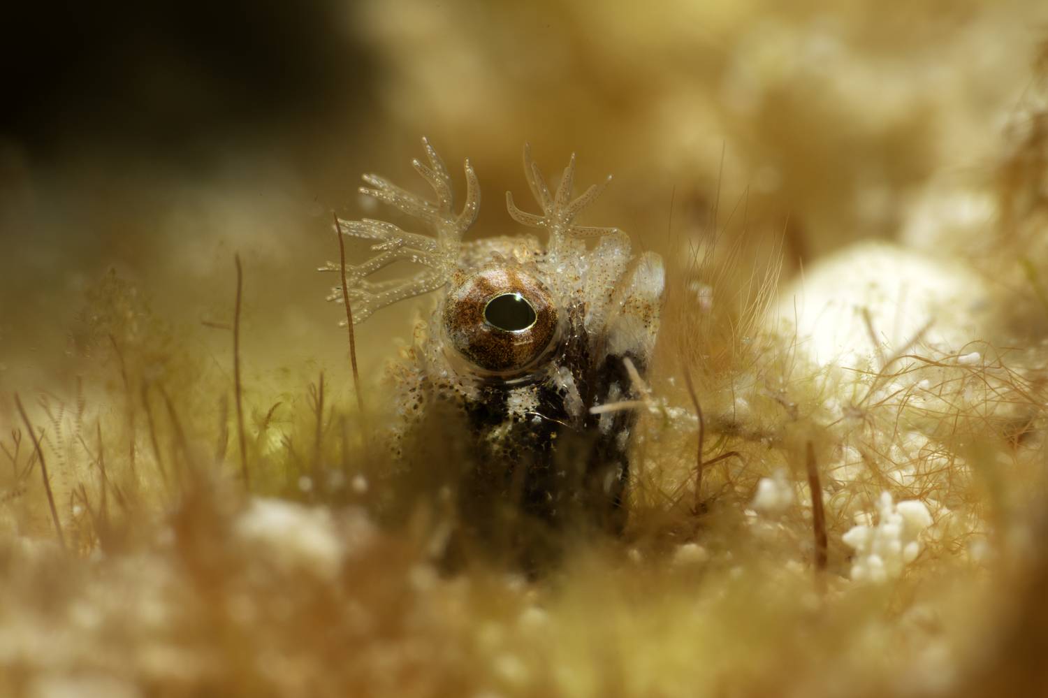 Колючая Эмблемария