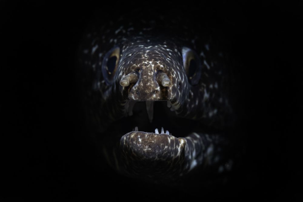 Проект FISHPORTRAIT