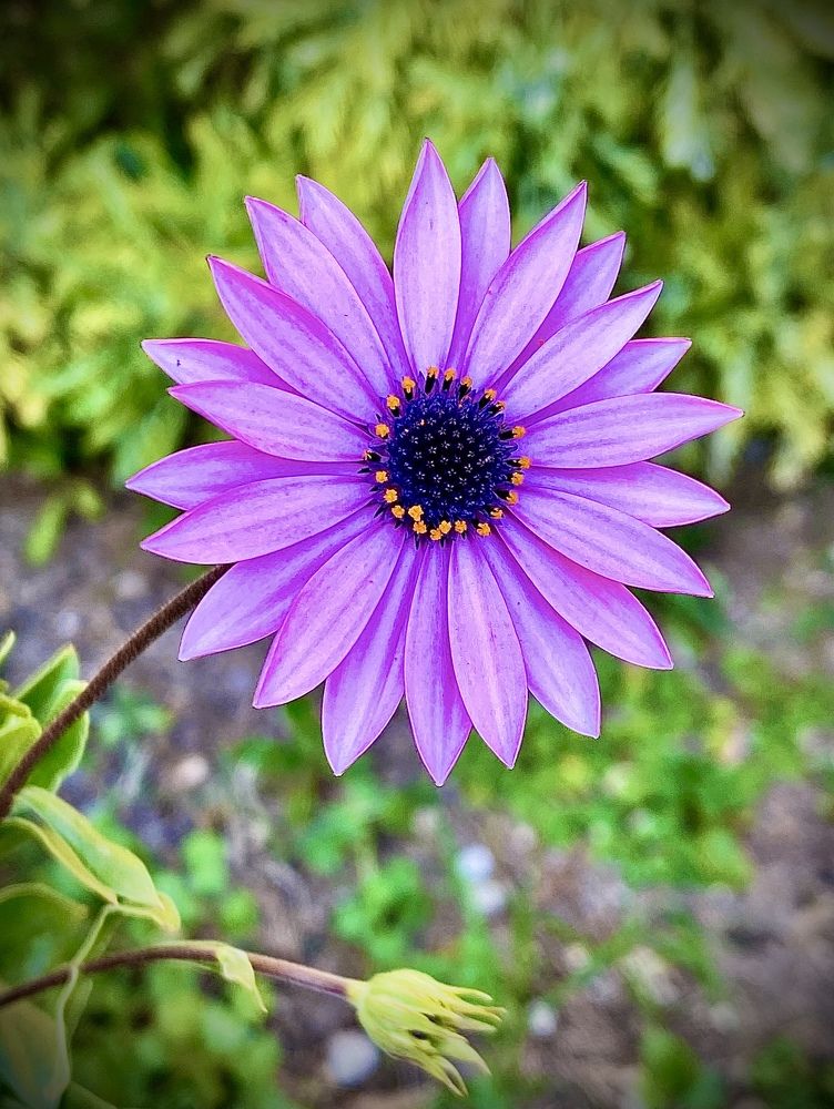 Photograph by Mario Ranuzzi