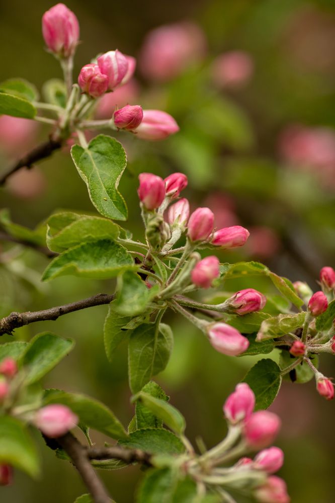 Яблони в цвету