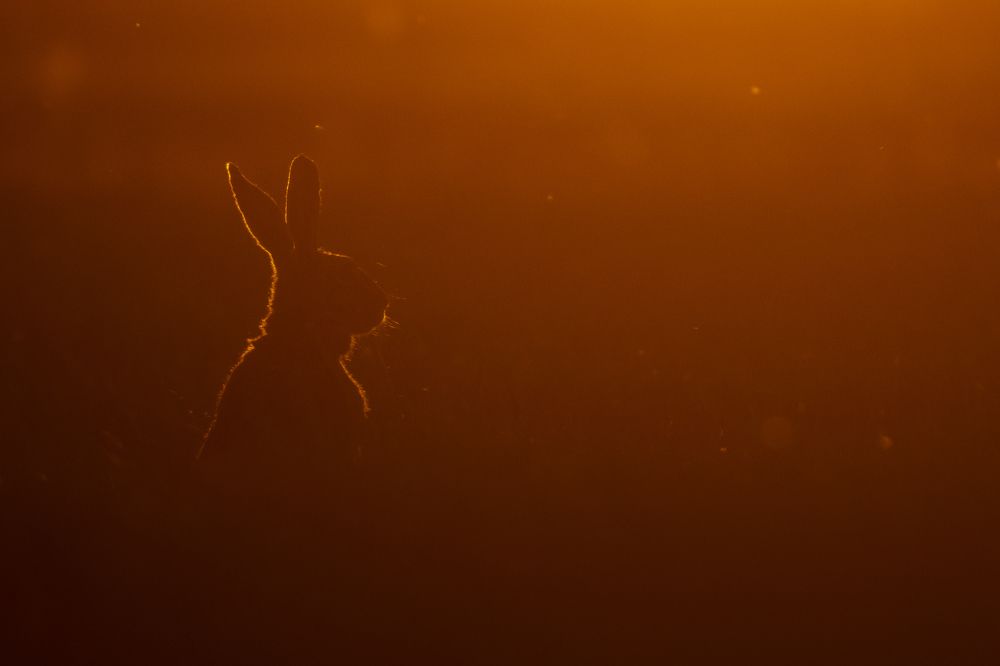 Photograph by Flora Jakab