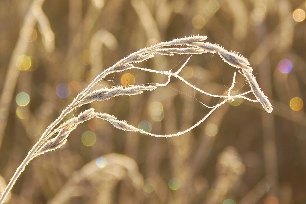 Утренняя сказка