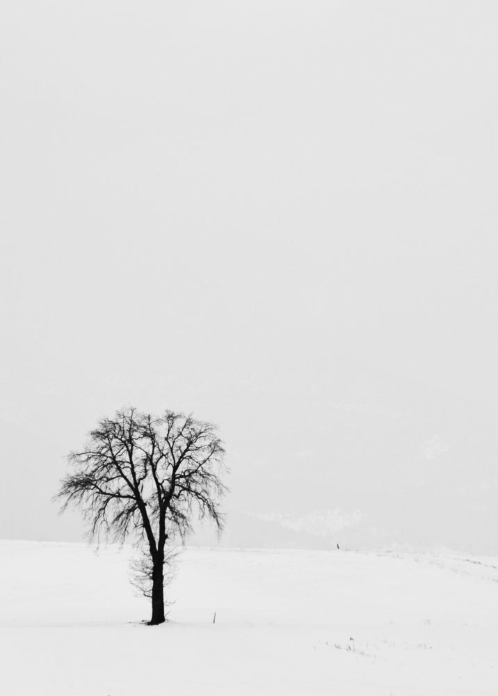 Lonely tree