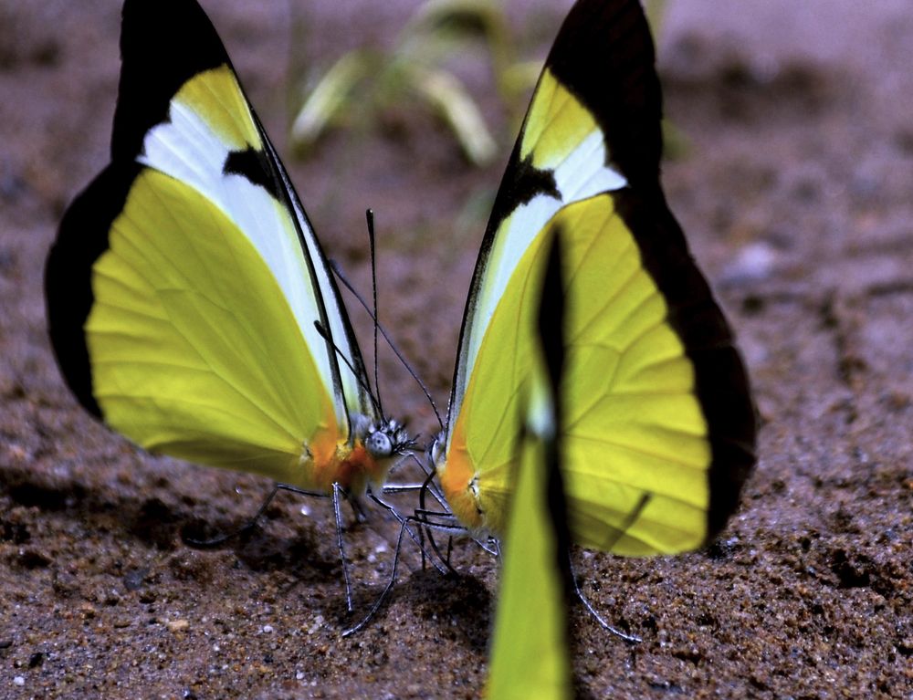 Фотография автора Yako Laverde