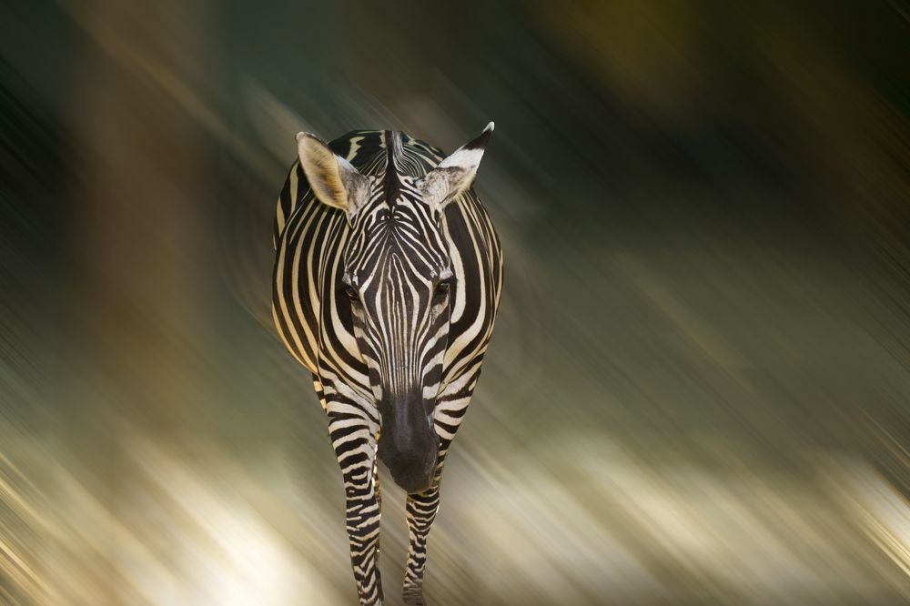 Фотография автора Yako Laverde