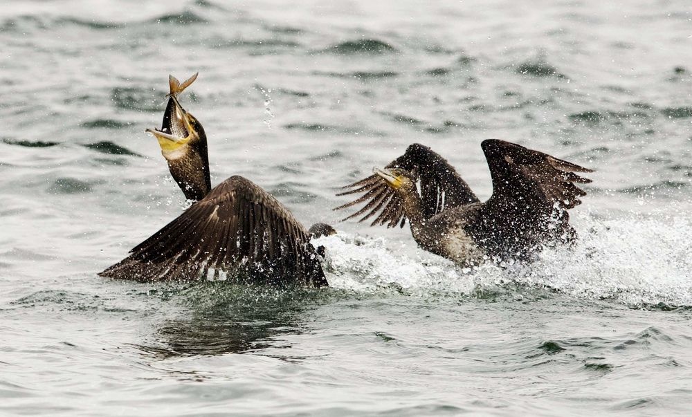 Photograph by advokatkijashko