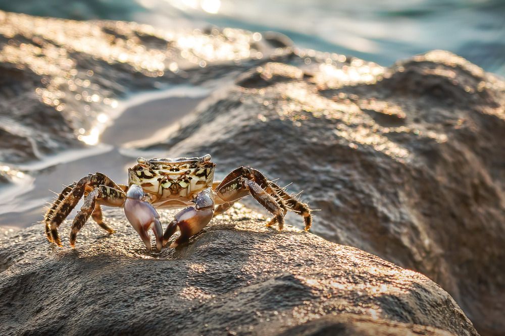 Photograph by Anas Shalash