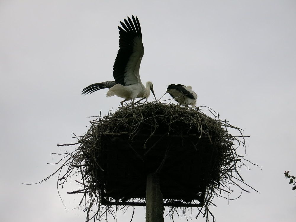 Photograph by ЭЛЬМИРА  ИСМАИЛОВА