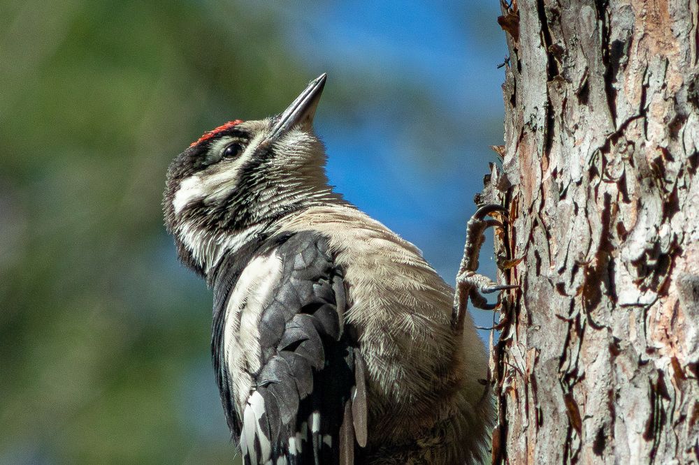 Photograph by Аркадий Старочкин