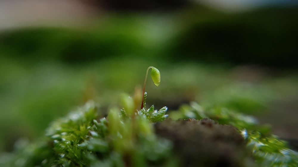 Photograph by Хачик Аджатян