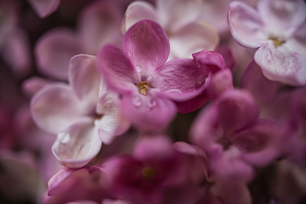 Photograph by Елена Яхнина