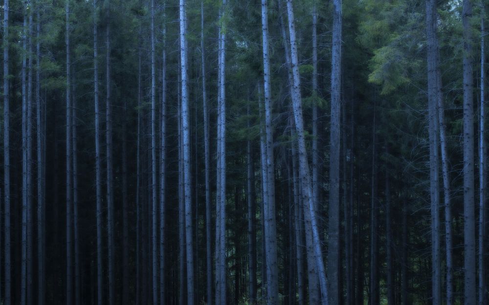 Photograph by Mihail-Bogdan Chirobocea