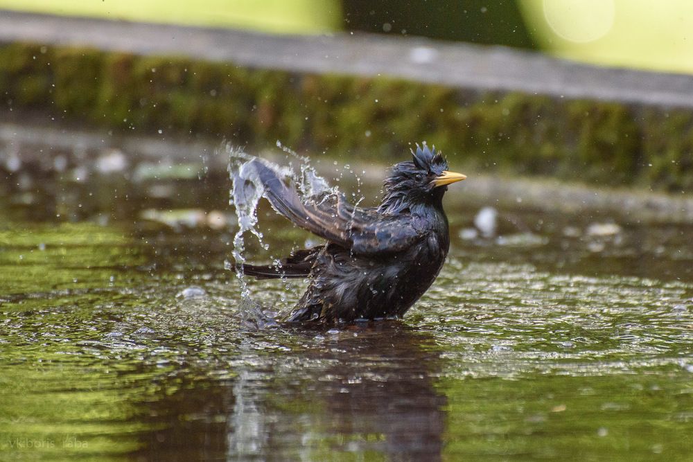 Photograph by Борис Раба