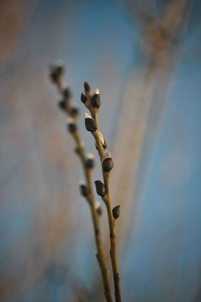 Photograph by Наталья Комарова