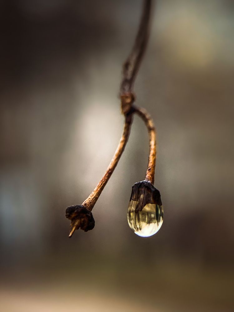 Photograph by Зеленая Анна