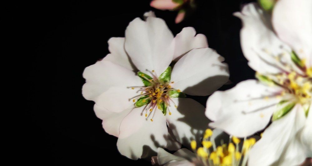 Almond flowers