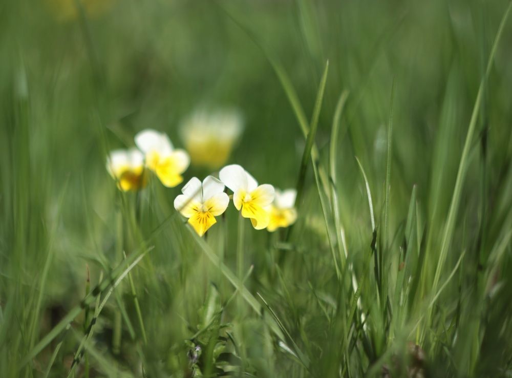 Photograph by Наталья Комарова