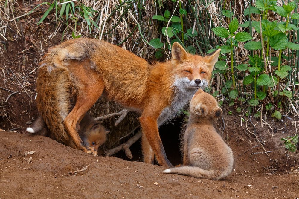 Photograph by Денис Будьков