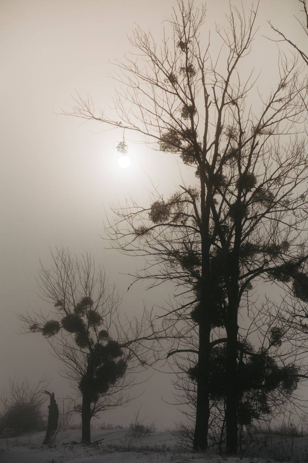 Photo #7309082