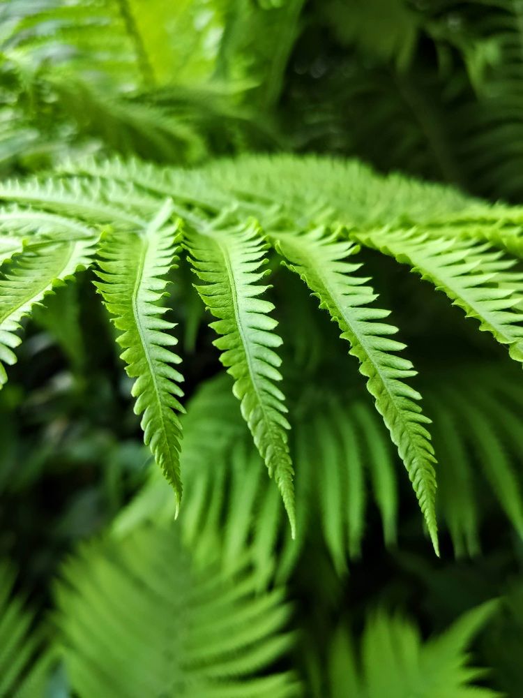 Photograph by Natalie Dmay