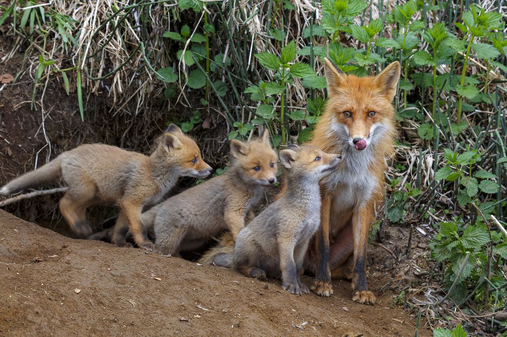 Photograph by Денис Будьков