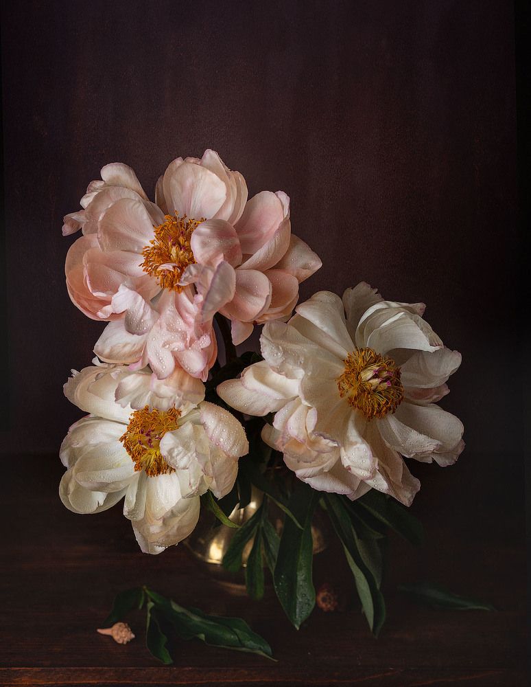 Коралловые пионы