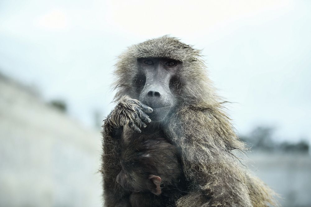 a mother baboon holding her baby