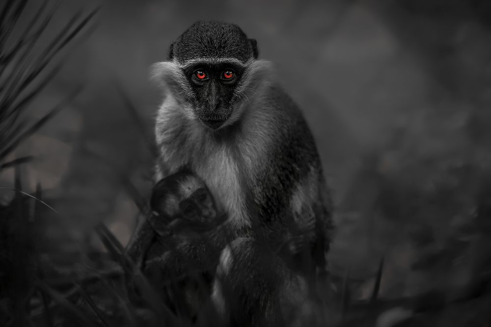 mother baboon holding her baby