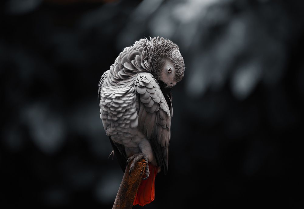 grey parrot