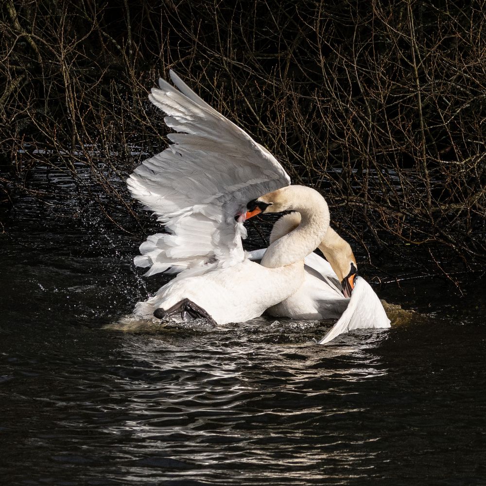 Photograph by Tatiana Kirsanova