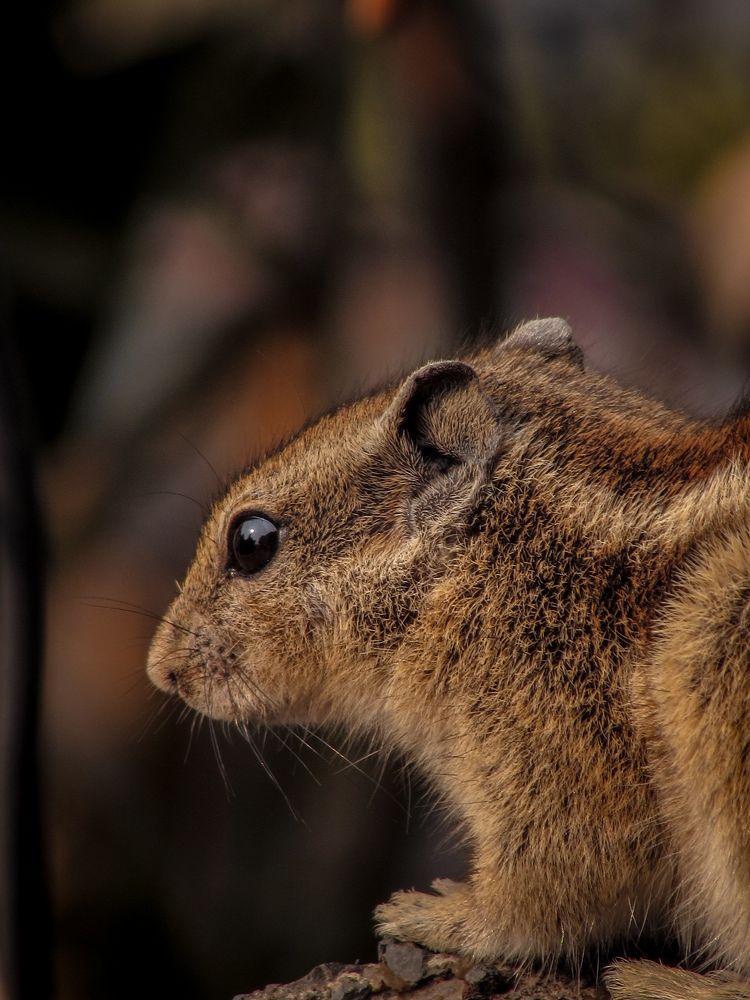 Photograph by Ankit Pathak