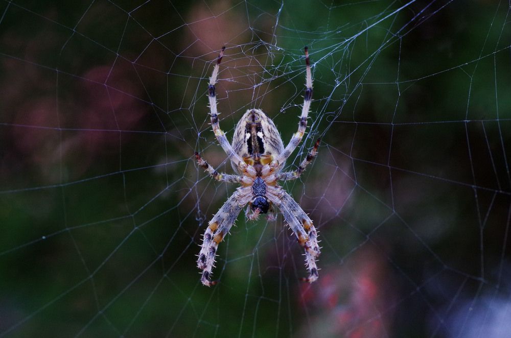 Photograph by Volodymyr Kolesnyk